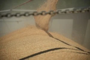 Українські жнива: зібрано майже 24 млн тонн пшениці