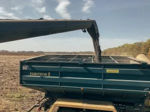Кернел: рекордний урожай ранніх зернових