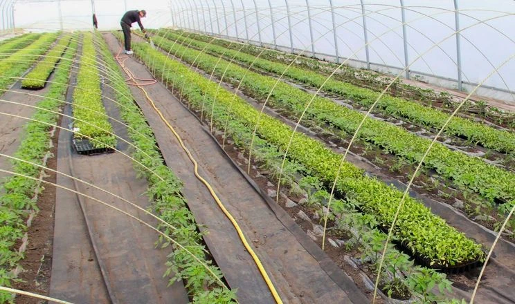 Як українські тепличники змінюють стратегію бізнесу