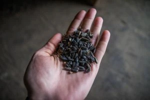 Експорт соняшнику до Туреччини: нові пільгові умови